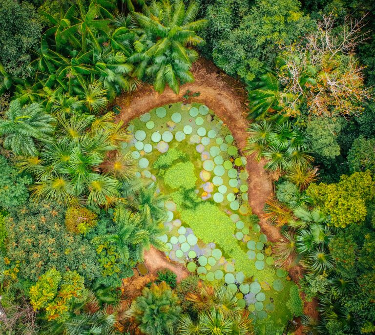Proyecto de reforestación en Brasil vinculado a créditos de carbono y restauración de la Amazonía